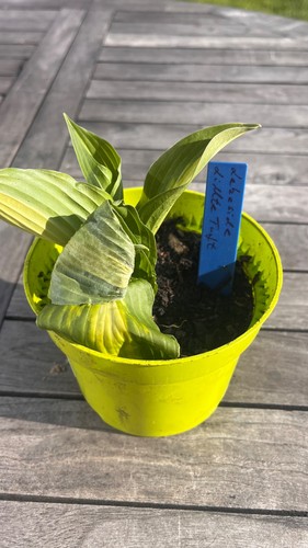 Funkie/Hosta-Ableger