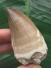 6,8 cm großer und massiver