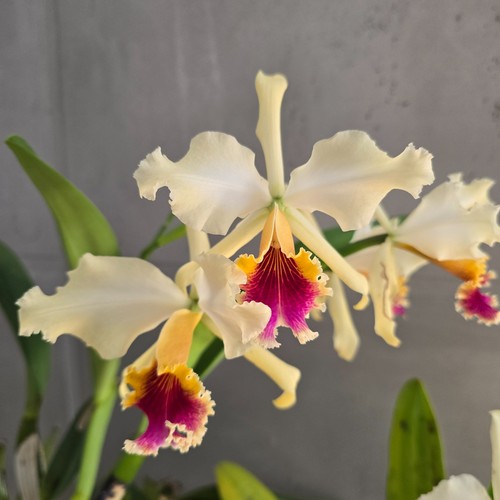 Cattleya rex typ - ., wiracocha