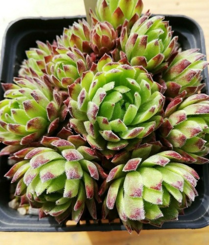 Sempervivum birgini 2x - sempervivum, "birgini"
