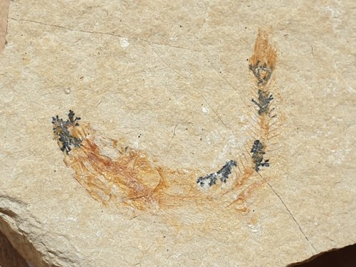 Fossiler fisch kreide 100 - fossiler,