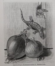 Europäische Halbfinger Gecko Scheidenfinger Hemidactylus  Holzstich 1912 Reptil