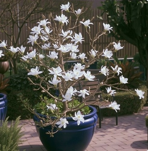 Kleinblütige weiße magnolie - kleinblütige,