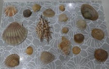 19 Muscheln als Deko für Bad, Pool, Strand, Meer
