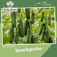 Snackgurke Snack F1 ca. 10