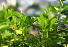 5000 Samen Bockshornklee Trigonella Griechisch Heu Schabziger Klee Saatgut Samen