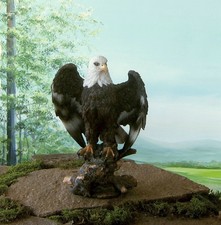 Weißkopfseeadler auf