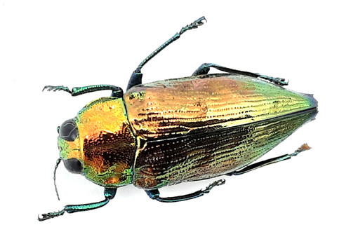 Buprestidae haplotrinchus - buprestidae,,