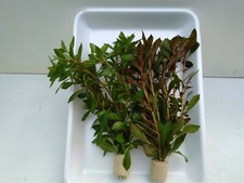 Sumpf Ludwigie Aquarium, Wasserpflanzen  2 Bund 20 Stängel lebende Aquarienpfl