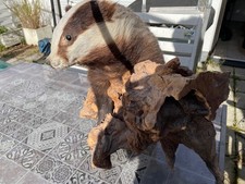 ausgestopfter Dachs, Tierpräparat, Länge ca 80 cm, Breite/Höhe ca. 60 cm