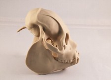 Replik Tierschädel Brüller Affe Ornament Taxidermie 