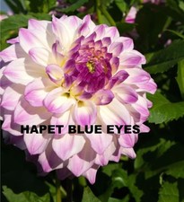 Dahlien knollen Set Packet (2