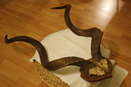 Geweihe trophäen kudu - geweihe,