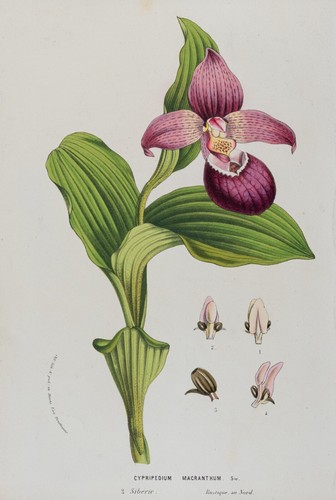 Orchidee cypripedium - orchidee,