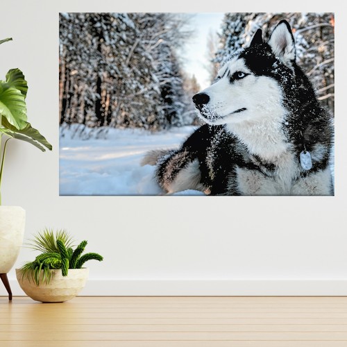 Husky hund schnee 3d - husky, im