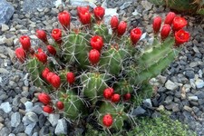 Echinocereus triglochidiatus