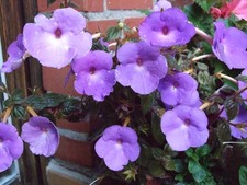 Achimenes grandiflora, blau, je 5 Rhizome