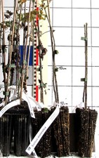 Sorbus domestica  ---  echter Speierling     (Pflanze)