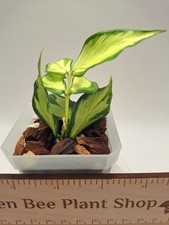 Hoya Polyneura Inner