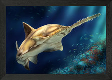 Kleinzahn Sägefisch gerahmtes
