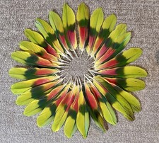 26 Naturally Molted Red