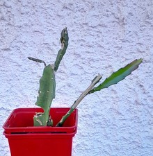 schöner 15 cm großer Epiphyllum Blattkaktus, mehrtriebig, ROTE Blüte +