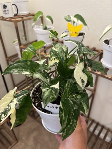 Syngonium albo variegated - variegated, 6"