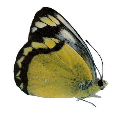 Lepidoptera pieridae delias - pieridae,,