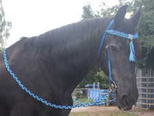 Wunderschöne Showtrense