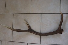 Abwurfstange Geweihstange