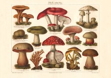 Pilze II. Giftige Pilze