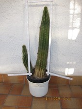  Kakteen Echinopsis Lobivia cacti hybrid Lobivia cactus