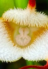 Dracula Species Saulii kräftige Pflanze Orchidee Masdevallia