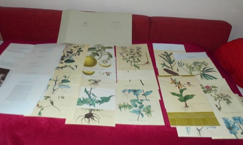 Herbier des plantes suisses - herbier, de
