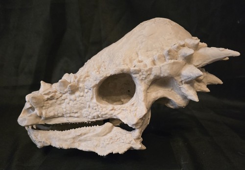 Pachycephalosaurus replik - pachycephalosaurus,