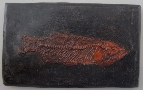 Abguss messelfisch thaumaturus - messelfisch,