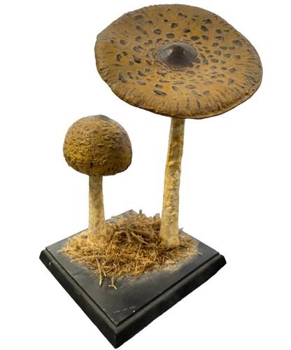 Antikes lehrmodell pilz - lehrmodell,