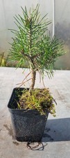 Pre-Bonsai,  Kiefer, Pinus sp. im 1 Liter Topf