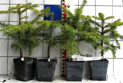 Abies nordm ssp equi - abies, ssp.