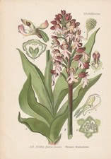 Braune Ragwurz (Ophrys fusca)