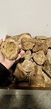 XL lot Steinhardter Erbsen Fossilien Sammlung Tertiäre Oligozänzeit Kiste voll 