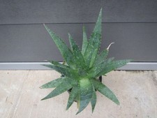 Aloe vera - echte Aloe -