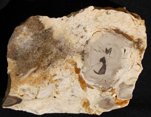 Versteinertes holz aus ungarn - versteinertes,