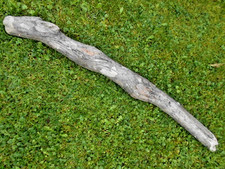 Skulptur Schwemmholz Treibholz Tier Reptil  Kopf Terrarium  Deko ca. 85 cm