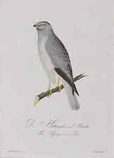 Weihe - Wiesenweihe -