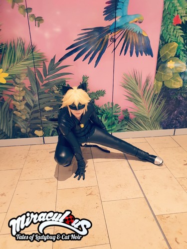 Miraculous cat noir - cat,