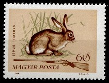 Hasen. Schneehase. Jagd. 1W. Ungarn 1964