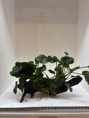 Anubias auf wurzel robuste - anubias,