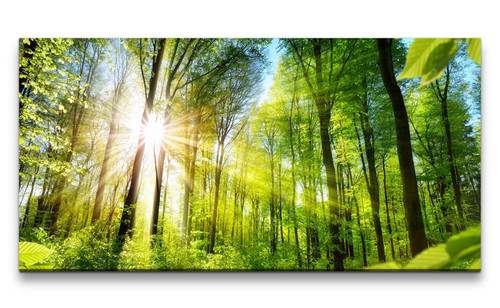 120x60cm leinwandbild wald - leinwandbild,