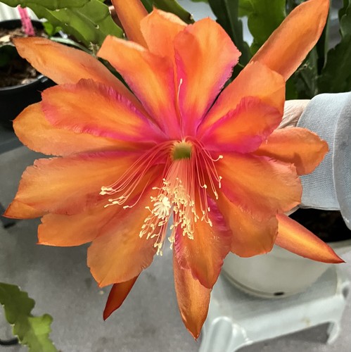 Epiphyllum orchideenkaktus - epiphyllum,